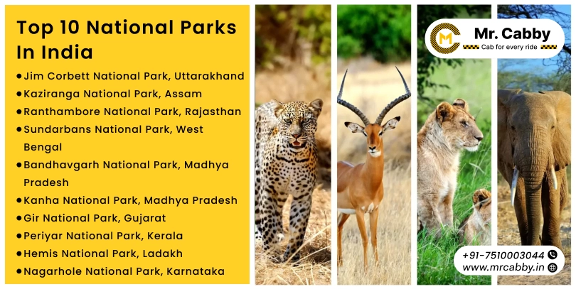 Explore the Top 10 Famous National Parks in India | Famous National Park in India | Mr.Cabby