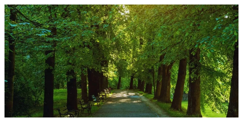 Ahmedabad’s Oxygen Park and its Environmental Features: