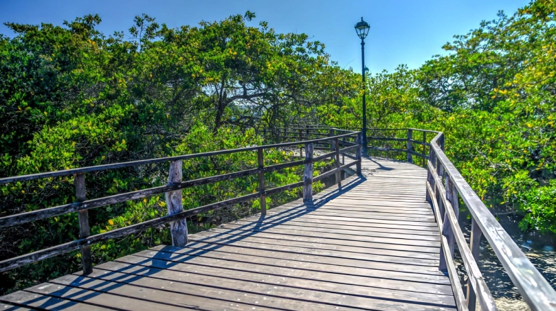  Mumbai's First Elevated Forest Walkway Inspired by Singapore's Iconic 