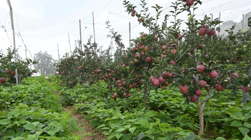 Shimla's Second Snowfall Boosts Tourism and Apple Farming Prospects