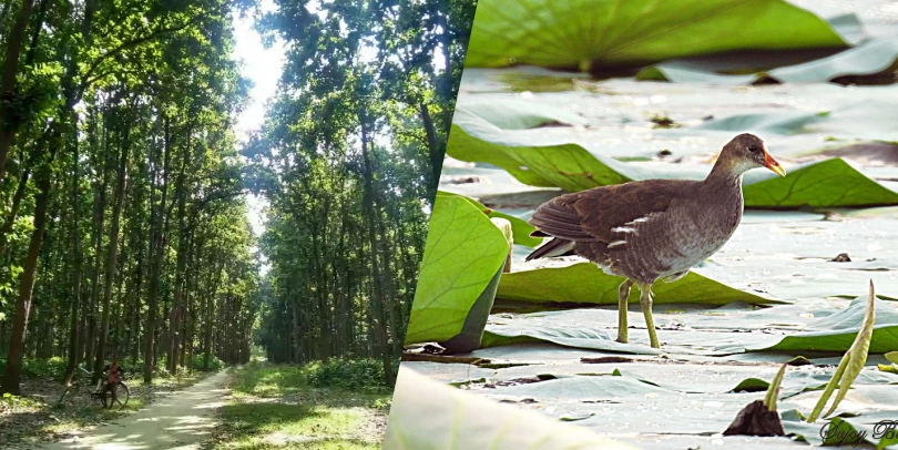 Tikri Forest: A Green Wonderland