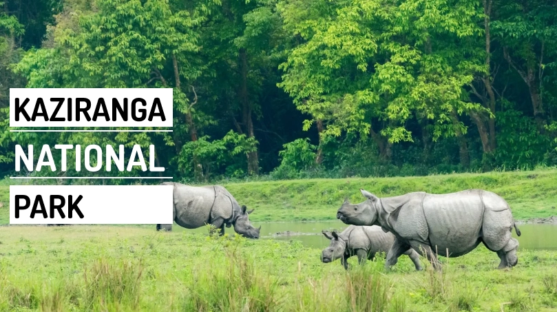 Northeast India, a haven for nature lovers : Kaziranga National Park in Assam